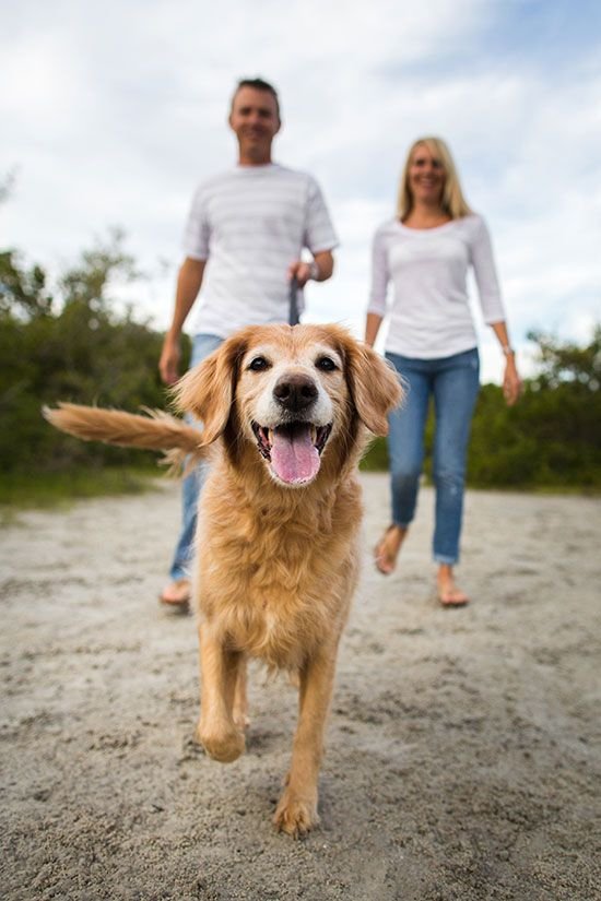 dog,golden retriever,dog walking,dog like mammal,retriever,