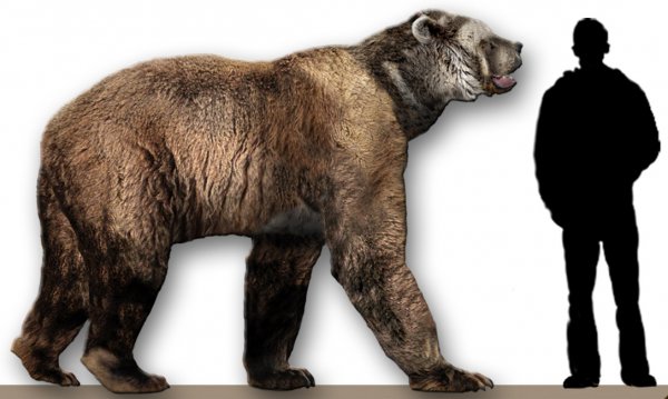 The Giant Short-Faced Bear