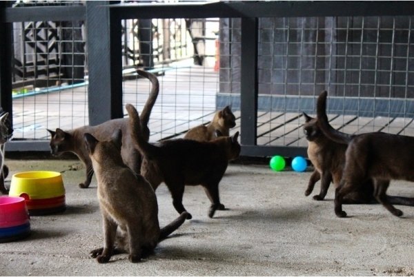 Burmese Cats, Inle Lake, Myanmar