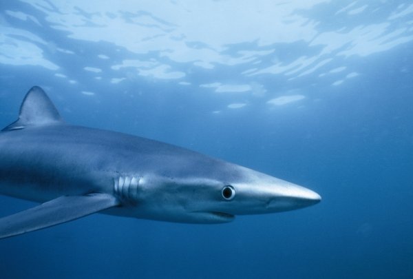 Bigeye Thresher Shark