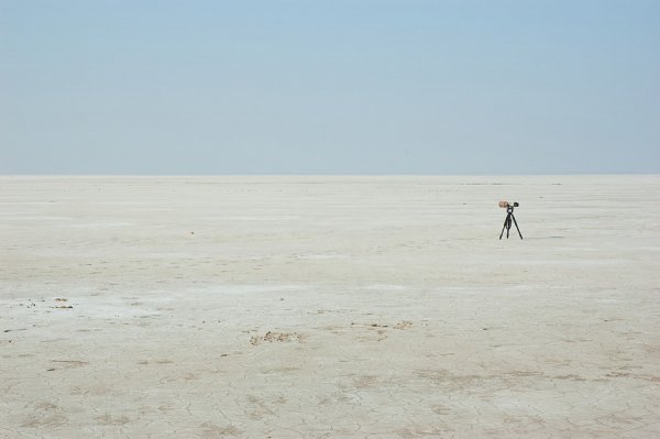 Don't Be an Ass in the Rann of Kutch, Gujarat