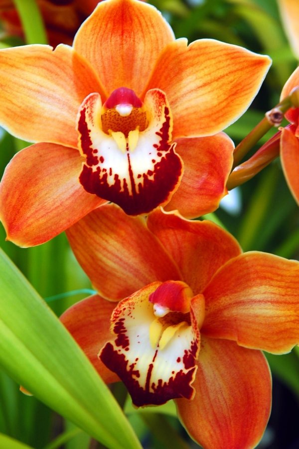 43 Gorgeous Orchids That Show Their Diversity And Beauty 