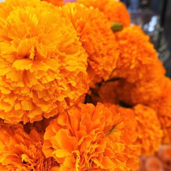 orange, yellow, flower, calendula, petal,