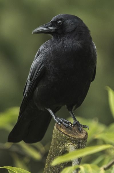 The Ingenious Crows