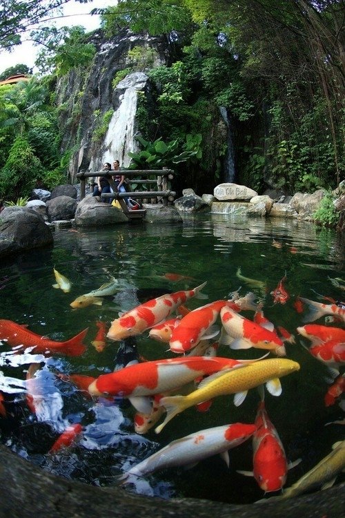 Koi Fish