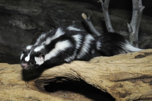 Skunk