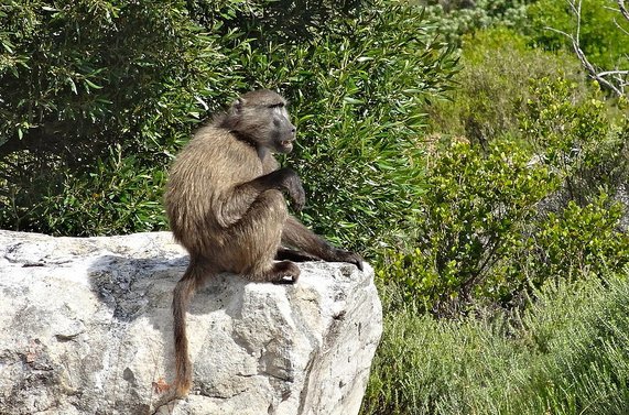 Cape Floral Region Protected Areas, South Africa