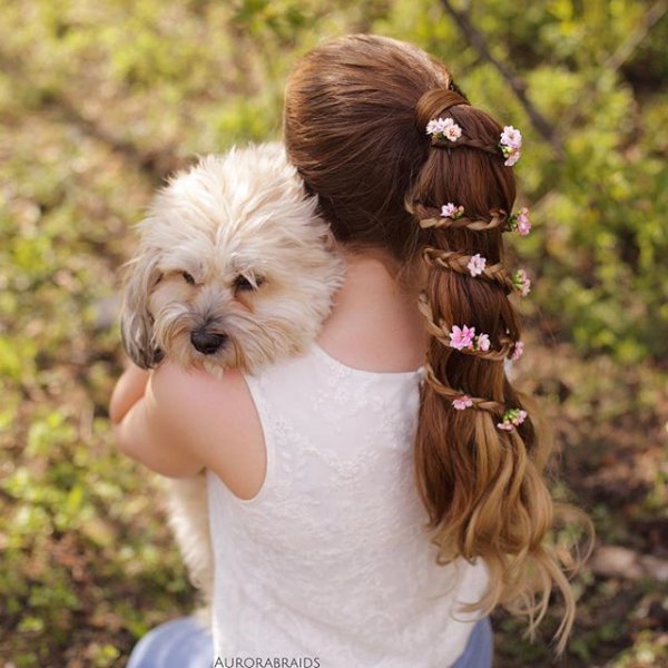 pet, hairstyle, dog, dog breed, toy dog,