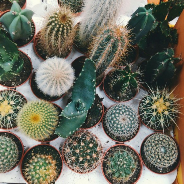 plant, cactus, hedgehog cactus, botany, land plant,