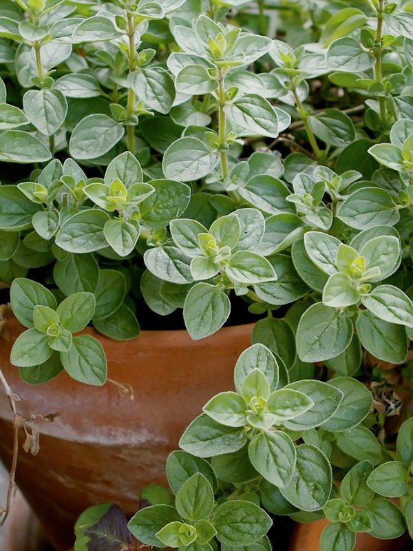 Oregano Leaves to Heal Your Bruises