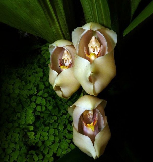 ANGULOA UNIFLORA