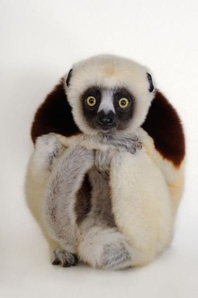 Lemur