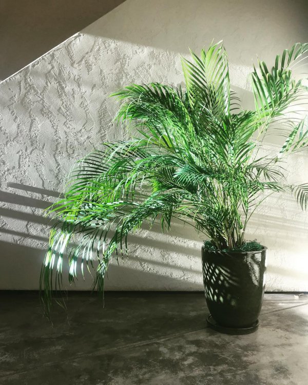 plant, tree, arecales, palm tree, flowerpot,