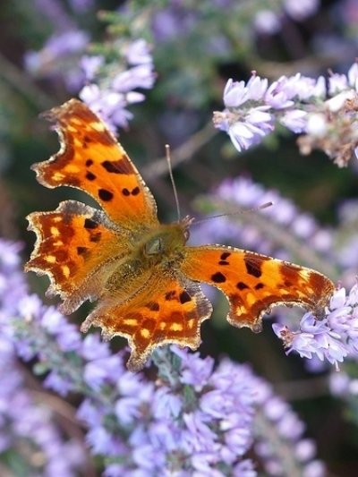 Comma