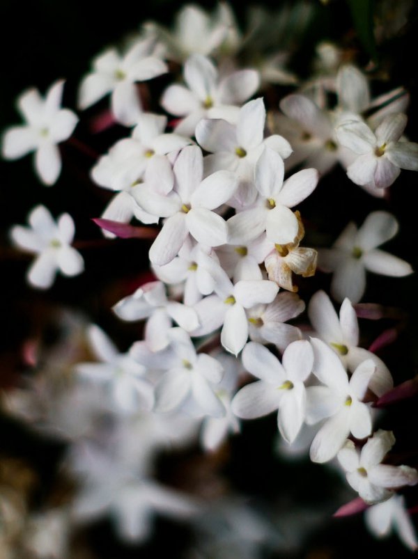 flower, white, plant, flora, flowering plant,