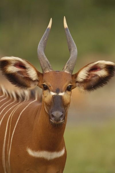 Bongo Antelope