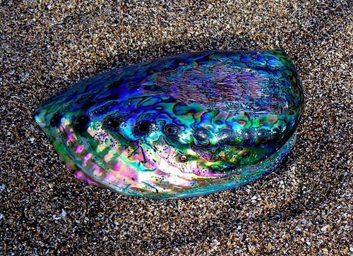 Paua Shell