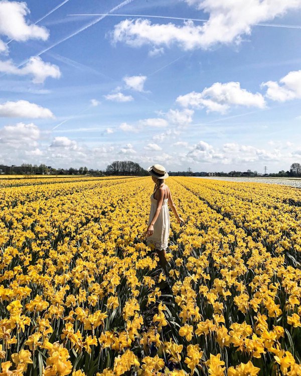 flower, field, sunflower, agriculture, plant,