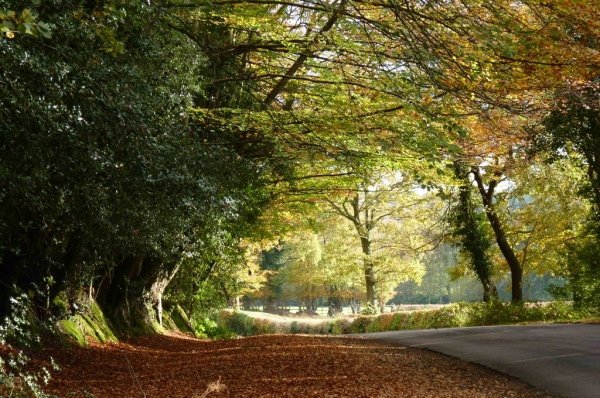 Camp in the New Forest