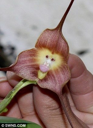 Monkey Orchid