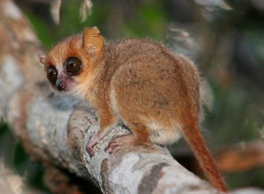 Madame Berthe's Mouse Lemur