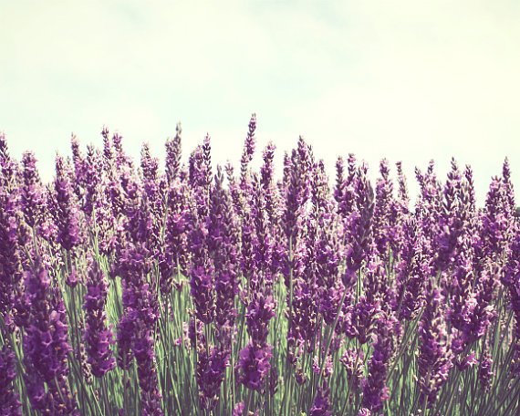 Lavender = Grandparents