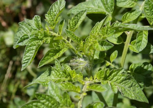 Tomato Leaves Insecticide