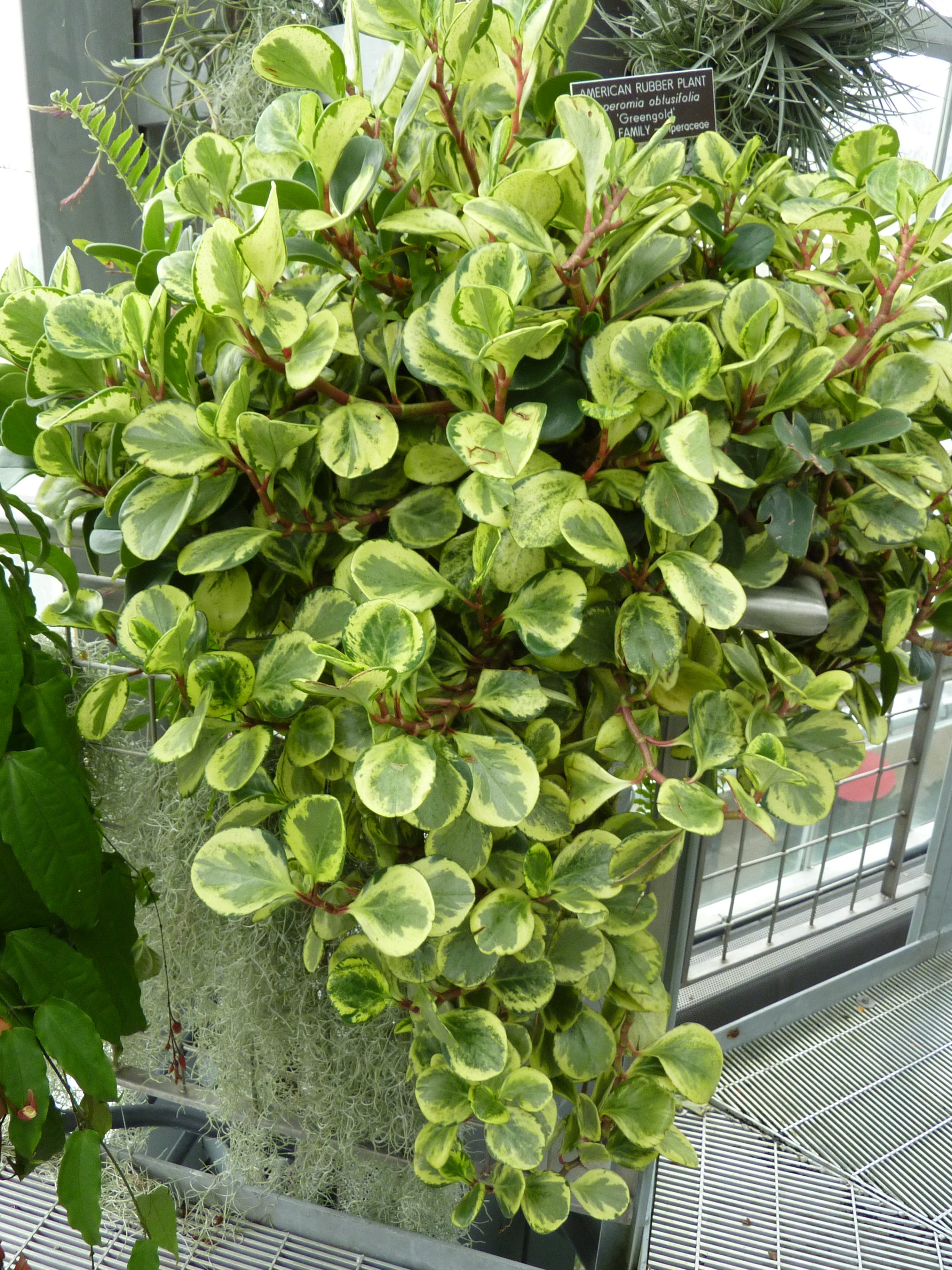 Peperomia