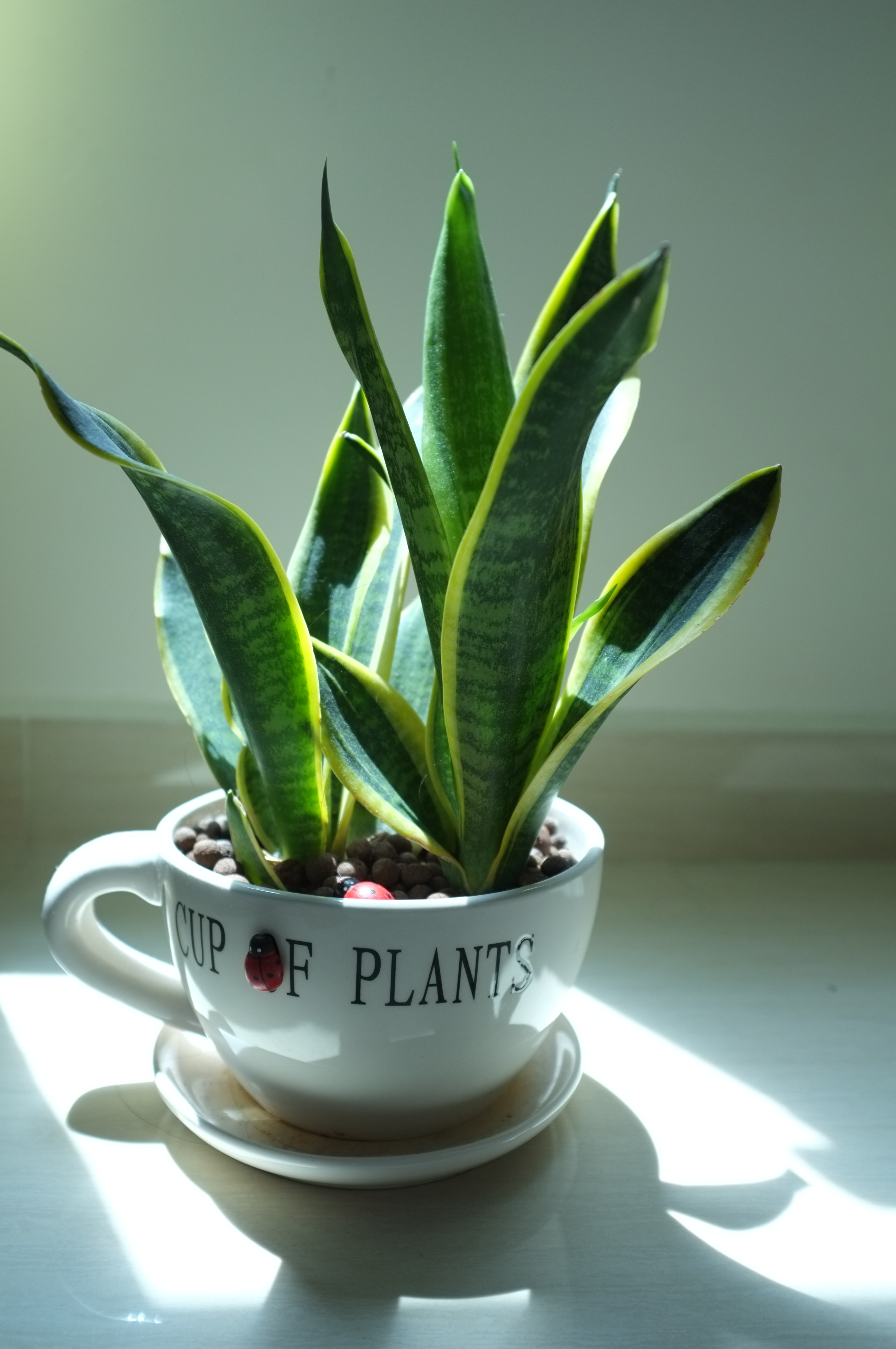 Snake Plant