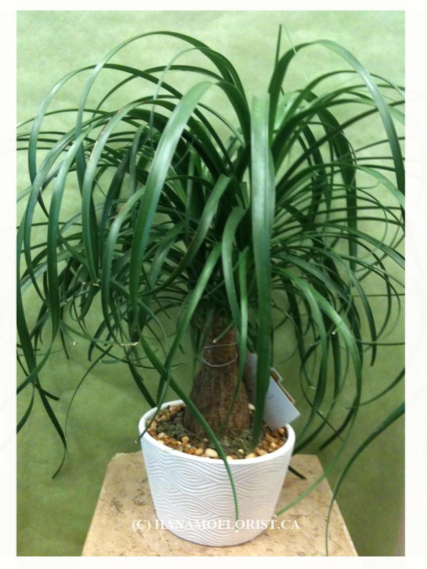 Ponytail Palm