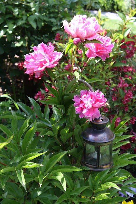 The Prettiest Peonies