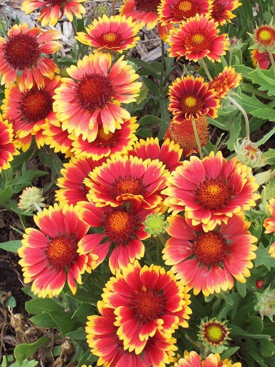 Brilliant Blanket Flowers