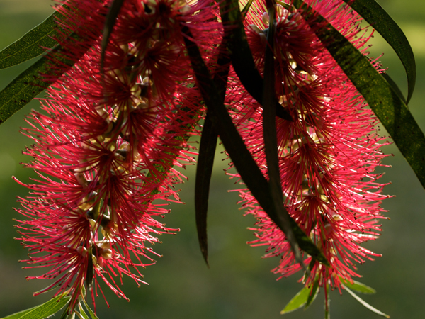 Callistemon