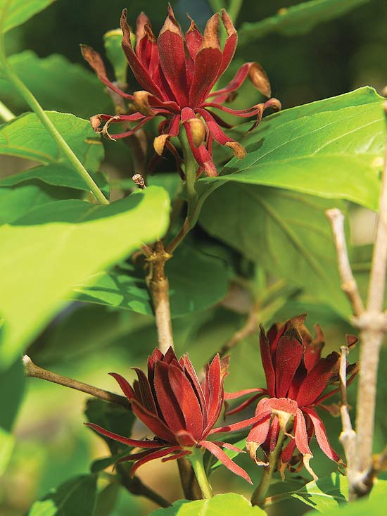 Carolina Allspice