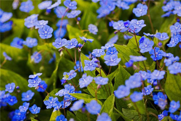 Omphalodes Cappadocica