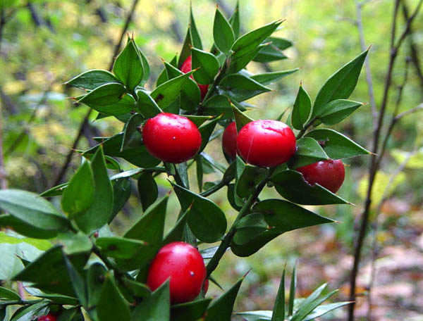 Ruscus