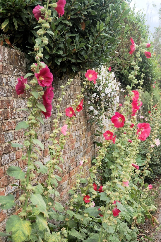 Sweet Hollyhocks