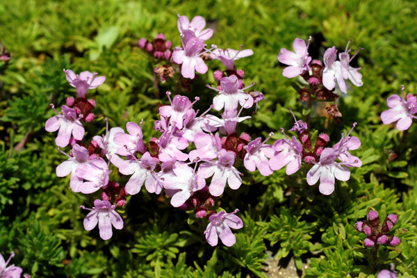 Thymus Caespititius