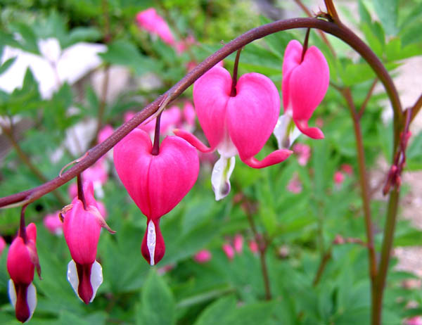 Bleeding Heart