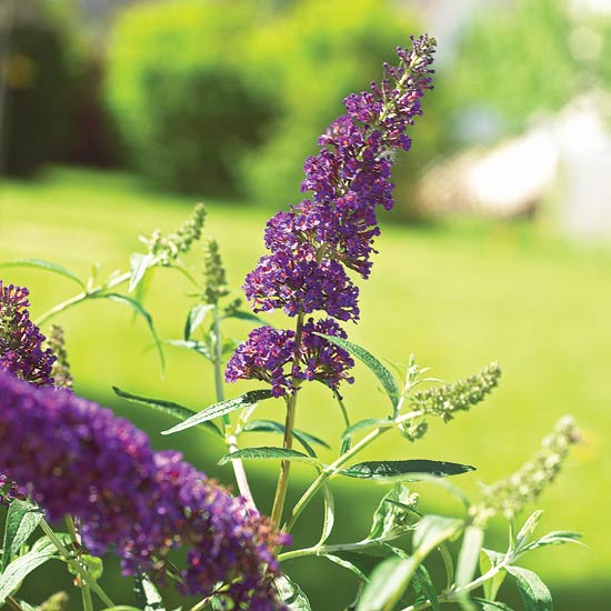 Butterfly Bush