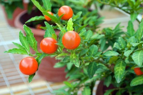 Cherry Tomatoes