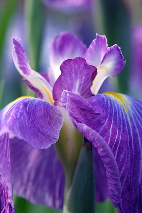 Irrepressible Irises