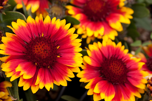 Blanket Flower