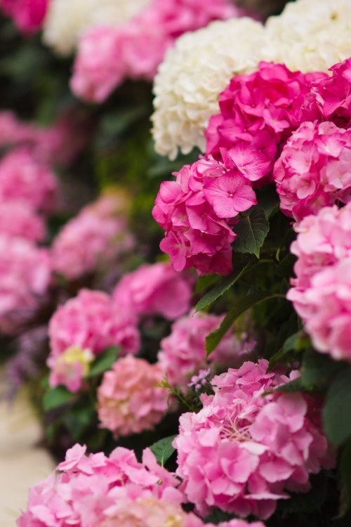 Higher Maintenance Hydrangeas