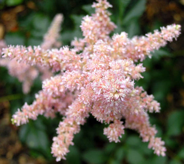 Astilbe Plant