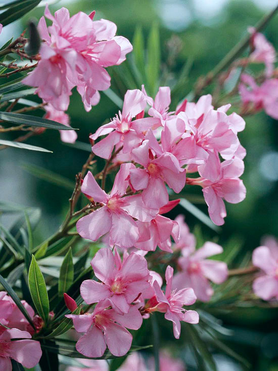 Oleander