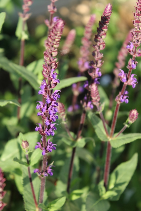 Scintillating Salvia