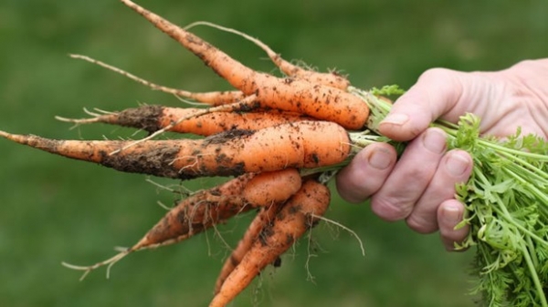 Carrots