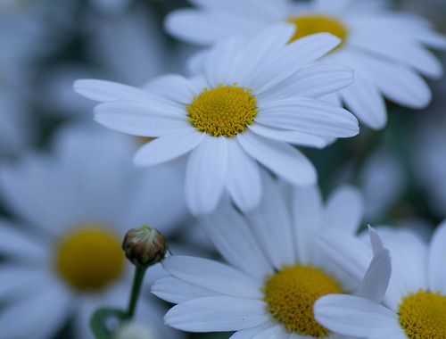 Daisies