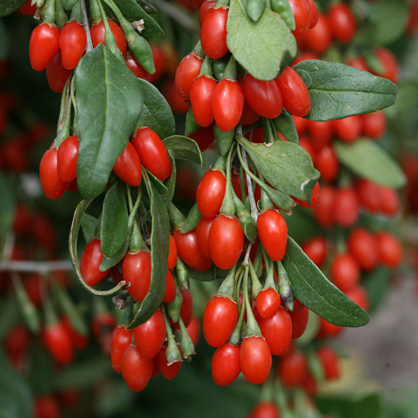 Goji Berries